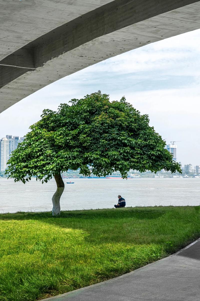 孤独的树成网红景点;孤独的树木
