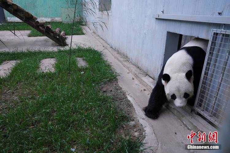 新澳门最快开奖和4旅日大熊猫将回国与旅日20年熊猫将回国 视频