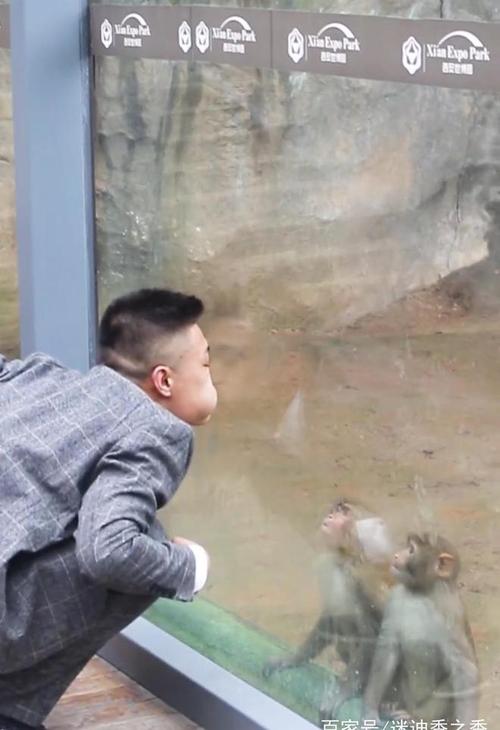 澳彩77749.cσm查询开奖和车钥匙逗猴被猴抢走与猴子车钥匙