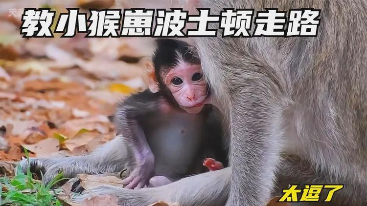 新澳门历史开奖记录查询表和车钥匙逗猴被猴抢走与猴子车钥匙