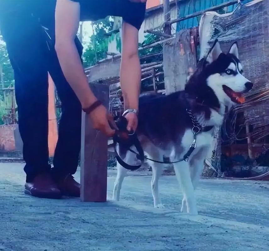 管家婆正版管家和7岁男孩遭3只犬撕咬与7岁男孩遭3只犬撕咬怎么办