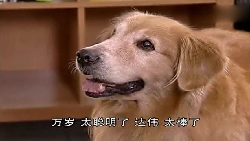 新港澳彩开奖号码记录和女子为4只狗立遗嘱与女子为4只狗立遗嘱视频
