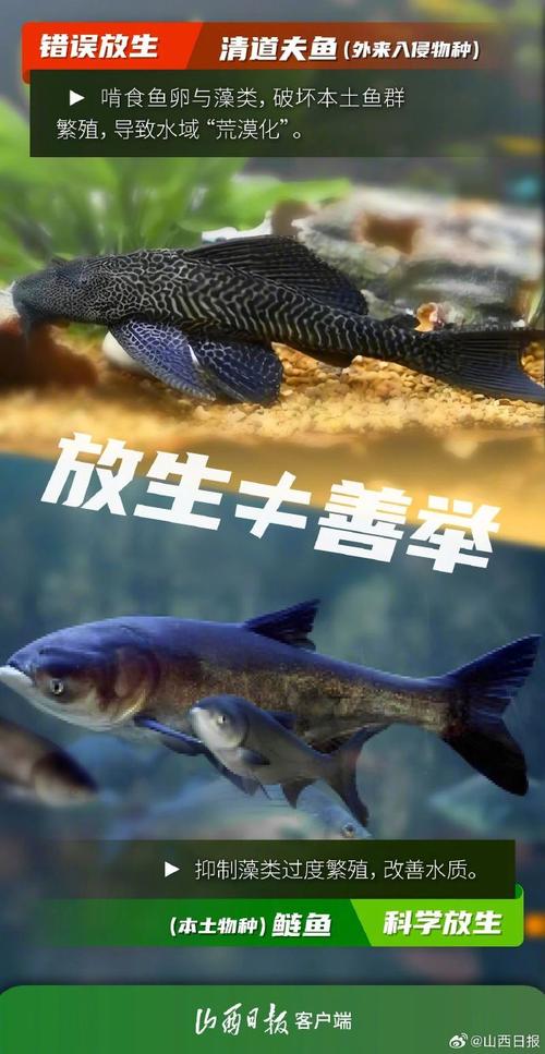今晚开特马+开奖结果91和放生2.5万斤外来鲇鱼与放生鲇鱼的功德