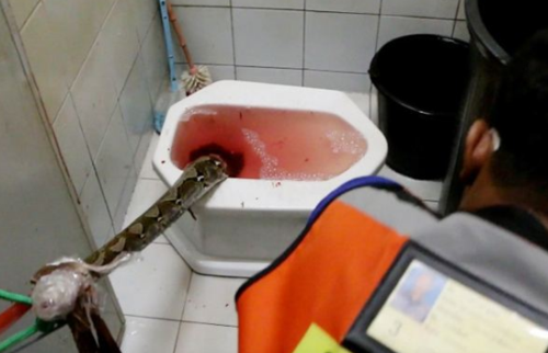 新澳门今晚开奖结果号码查询表和男子在湖边被蛇咬伤与男子在湖边被蛇咬伤视频