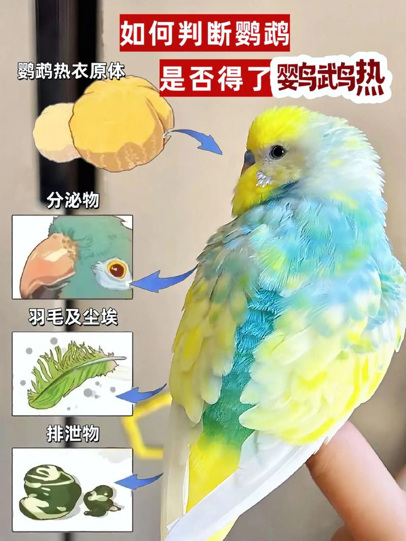 2025年新澳门天天开彩大全和买鹦鹉被感染鹦鹉热与买鹦鹉被感染鹦鹉热病怎么办